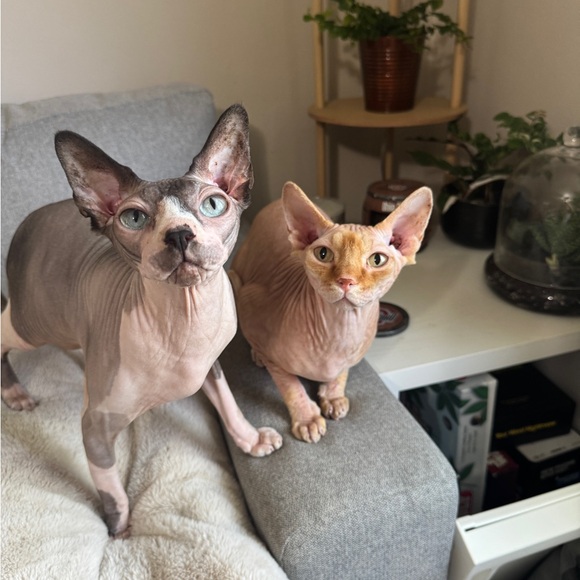 Meet your Posher, Haley - Picture 1 of 1